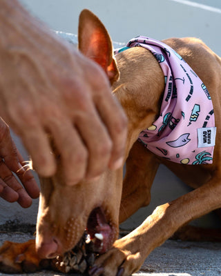 BARK RIDERS DOG BANDANA